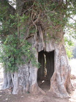 02 Une Porte Dans Baobab